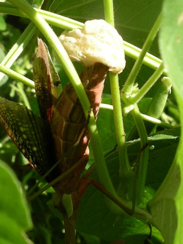 Female praying mantis carefully constructing the egg case, with secreted 'foam'