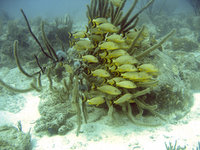 underwater - Aruba