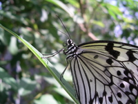 butterfly - aruba