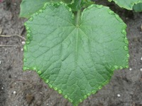 water droplets at edge of zucchini leaf