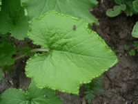 water droplets at edge of zucchini leaf