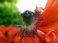 poppy ready to begin seen generation