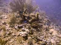 typical reef dive scene