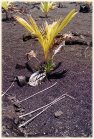 coconut colonization #3