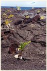 coconut colonization #2