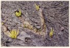 lava reclaimed #2