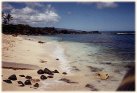 shark cove beach