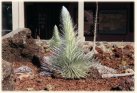 young silversword plant