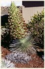 flowering silversword plant