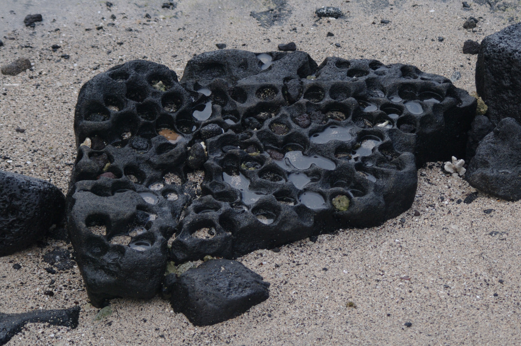 Pock marks in lava rock made by rock eating urchins