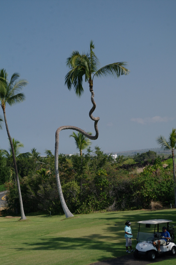 Corkscrew palm