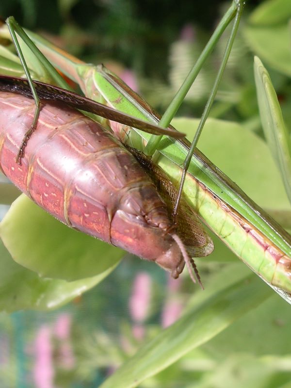 Male praying mantis caressing the female's abdomen and cerci -- insect spooning?