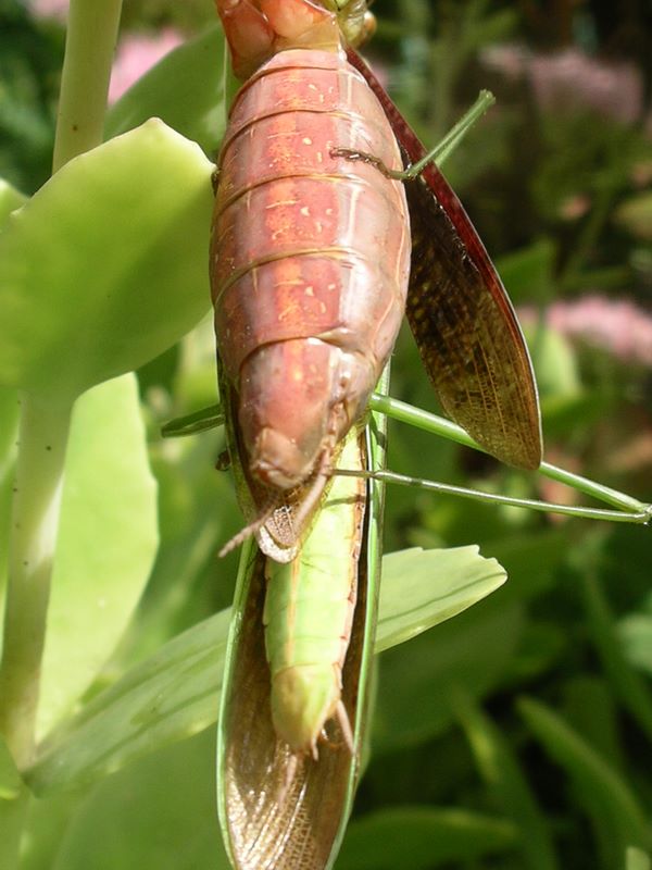 Detail of male praying mantis reproductive organ