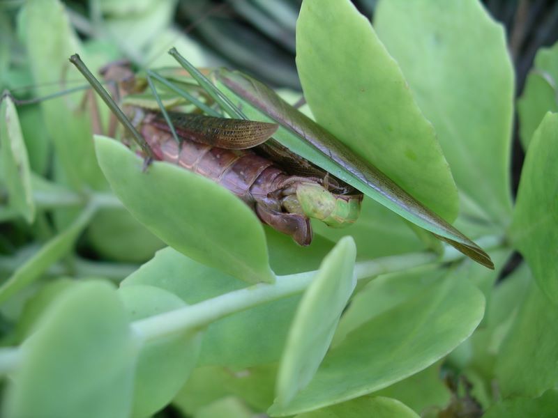 Male praying mantis finding female reproductive opening