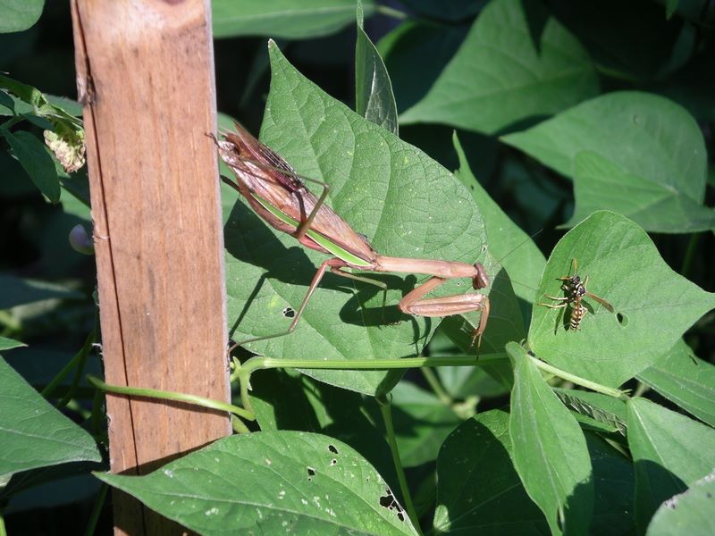 Sex makes a female praying mantis real hungry