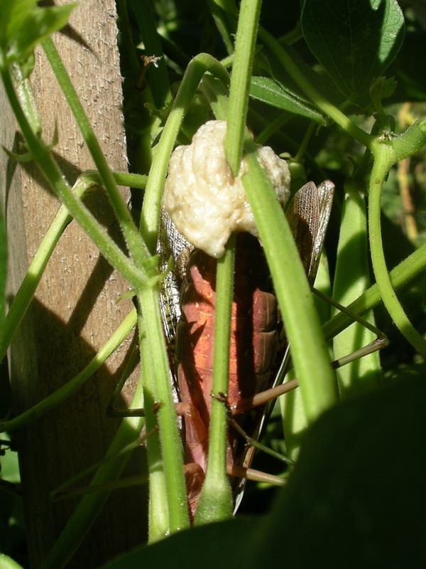 Female praying mantis egg case encompasses several plant stalks