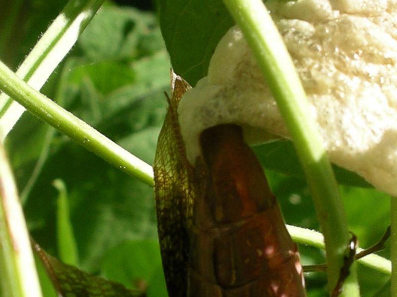 Detail of 'foam' secretions - #2 from female praying mantis