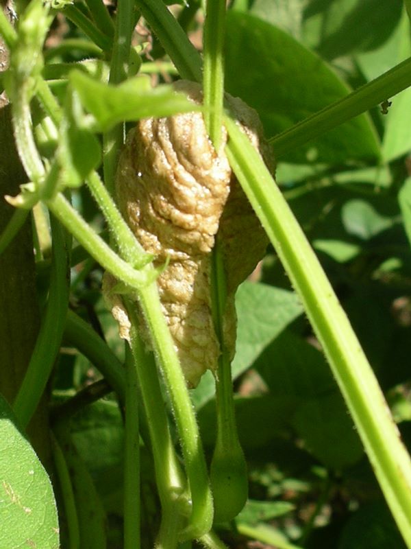 The praying mantis egg case carefully anchored at the intersection of several bean plant stems
