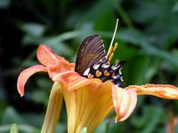 butterfly and day lily