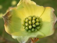 dogwood flower budding