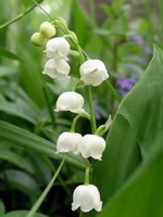 lily of the valley #1
