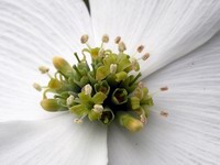 dogwood flower maturing