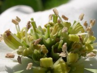 dogwood bloom detail
