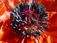 poppy flower detail