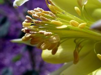 yellow columbine flower early bloom detail
