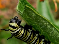 monarch caterpillar on leaf