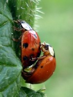 lady bugs - love bugs #2