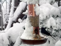 snow scene with bird and bird feeder #2