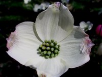 dogwood blossom #3