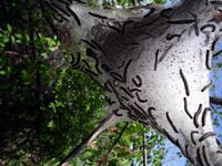 easterm tent caterpillar nest