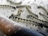 easterm tent caterpillar detail