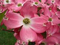 pink dogwood #1
