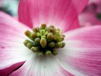 pink dogwood #2