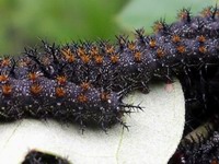 horny catapillar detail