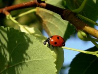 lady bug in basswood tree