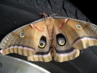 polyphemus moth