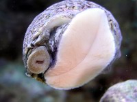 aquarium glass snail
