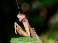 praying mantis detail