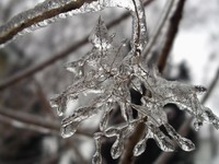 thin branch, thick ice