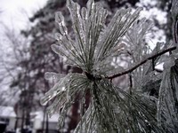 ice encased pine needles