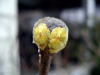 ice covered lilac buds #2