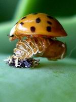new ladybug hatchling on top of pupa shell and larva remains - side view