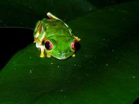 red eyed green tree frog